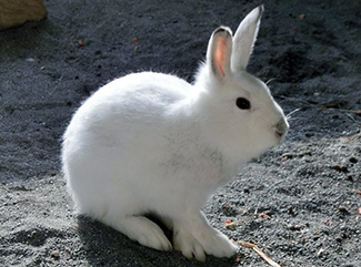 Lepus timidus ainu