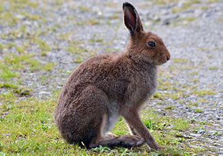 Lepus timidus hibernicus