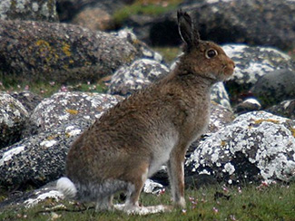 Lepus timidus scoticus