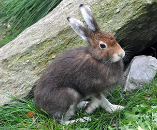 Lepus timidus varronis
