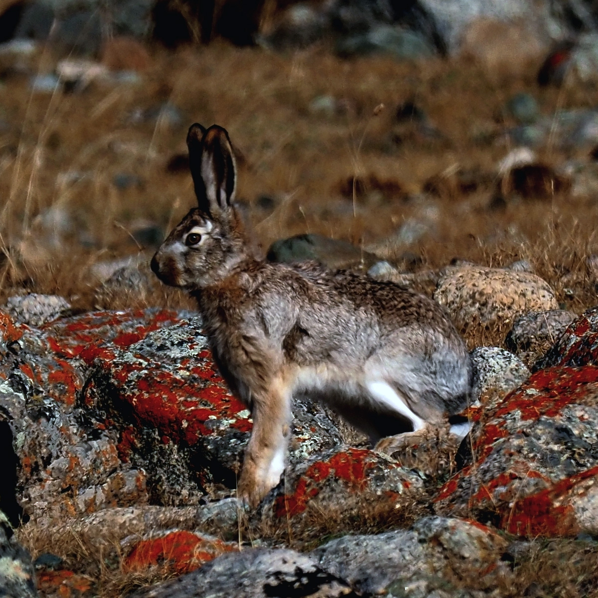 Заяц-толай (Lepus tolai) Фото №4