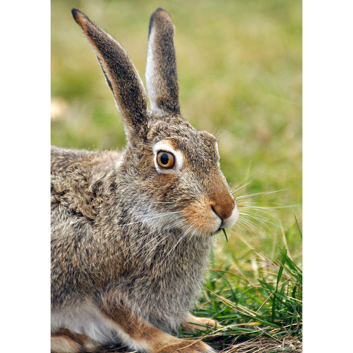 Белохвостый заяц (Lepus townsendii) Фото №10