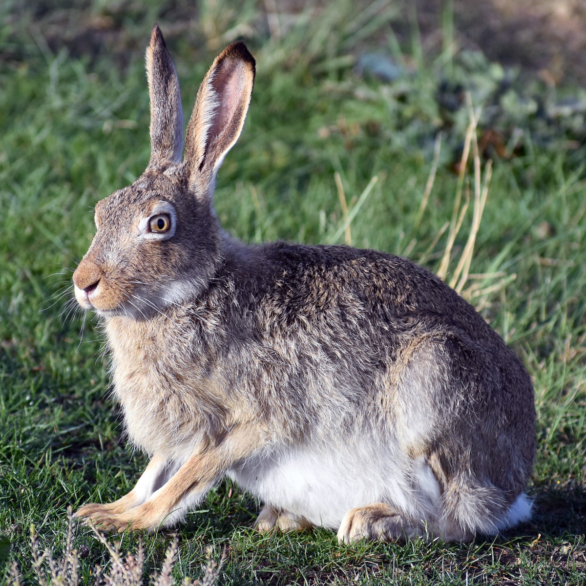 Белохвостый заяц (Lepus townsendii) Фото №2