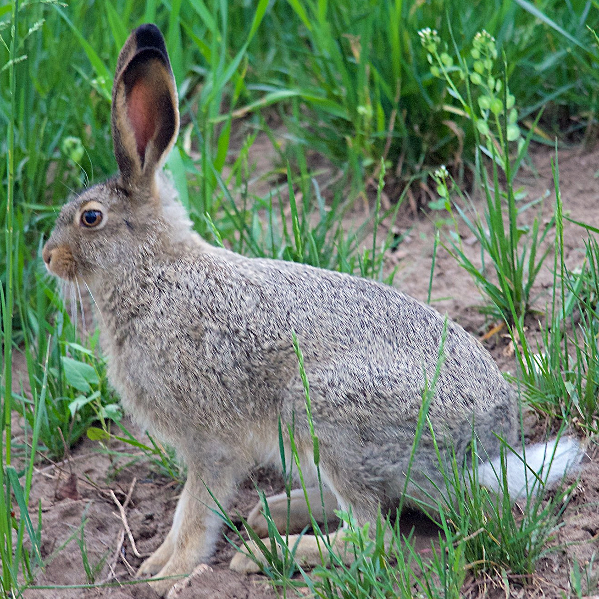 Белохвостый заяц (Lepus townsendii) Фото №4
