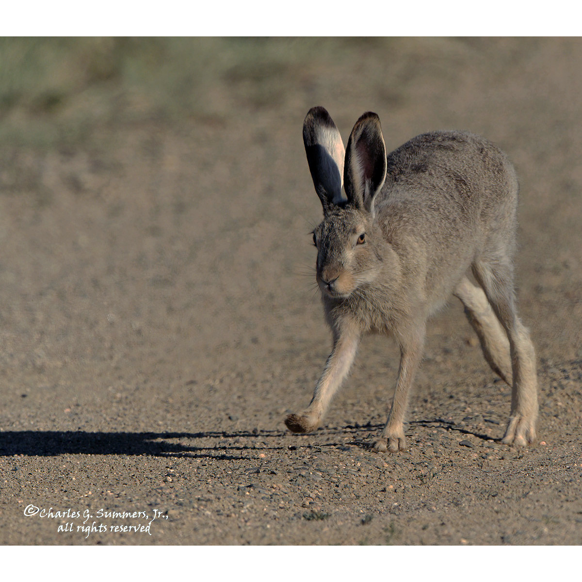 Белохвостый заяц (Lepus townsendii) Фото №5