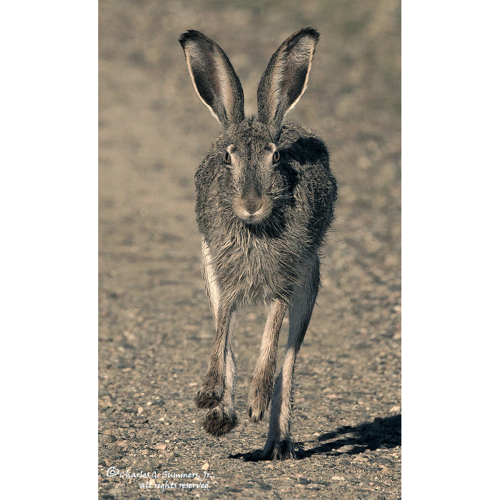 Белохвостый заяц (Lepus townsendii) Фото №6