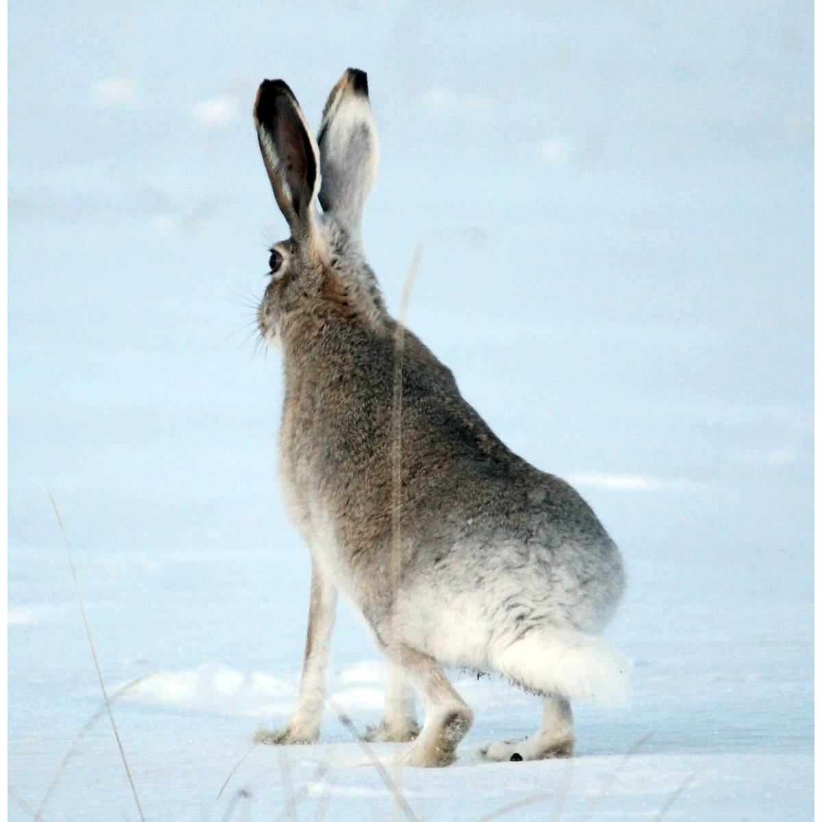 Белохвостый заяц (Lepus townsendii) Фото №7