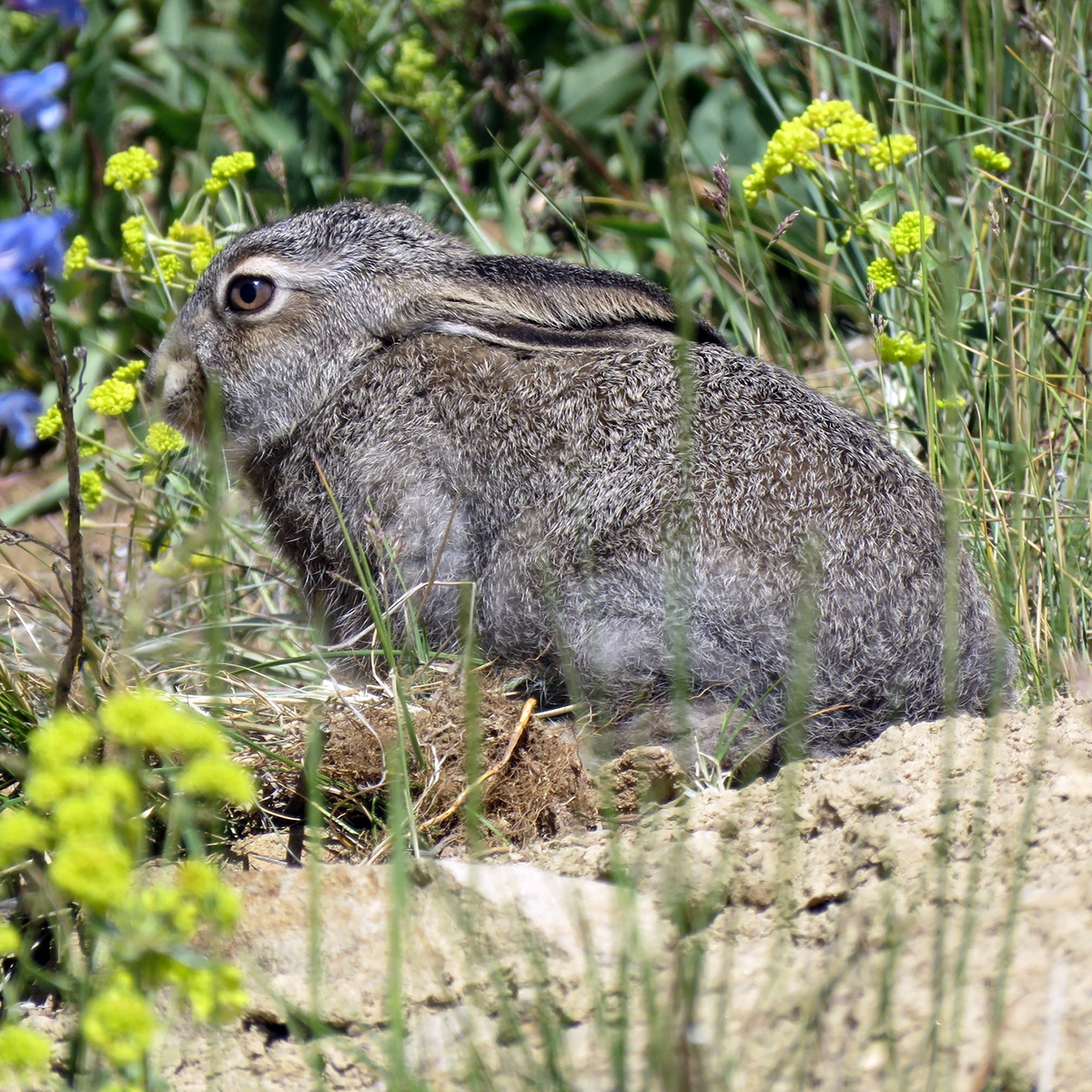 Белохвостый заяц (Lepus townsendii) Фото №8