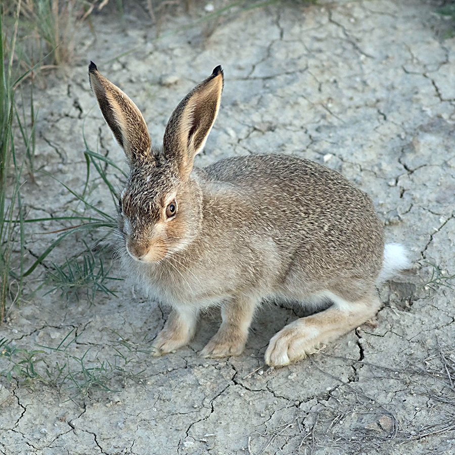 Белохвостый заяц (Lepus townsendii) Фото №9