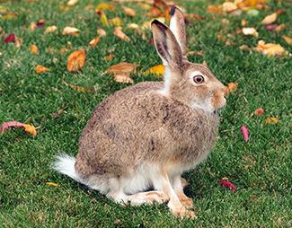 Lepus townsendii campanius