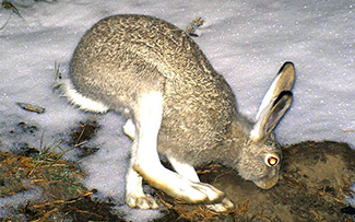 Lepus townsendii townsendii
