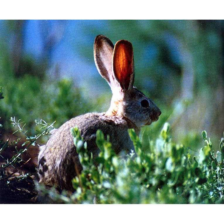 Яркендский заяц (Lepus yarkandensis) Фото №3