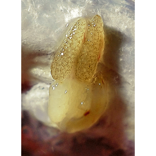 Семейство Lernaeopodidae фото