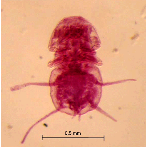 Семейство Lernanthropidae фото