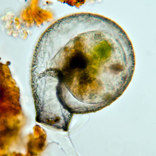 Семейство Lesquereusiidae фото