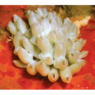 Семейство Leucaltidae  фото