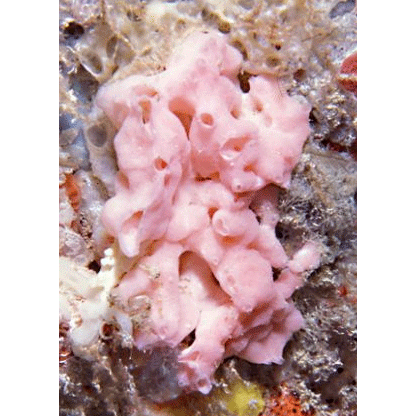 Семейство Leucascidae  фото