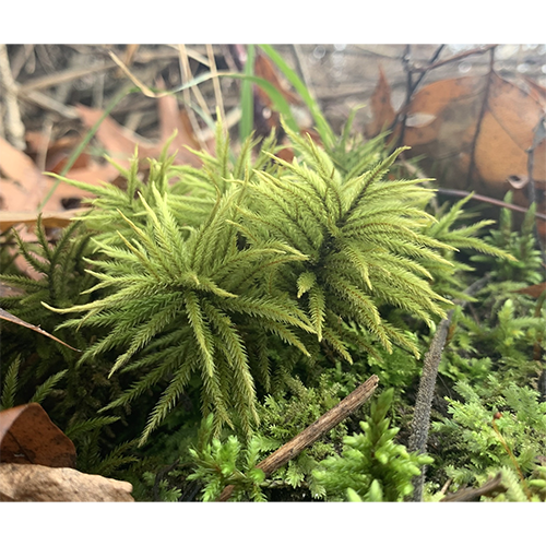 Отряд Leucodontales фото