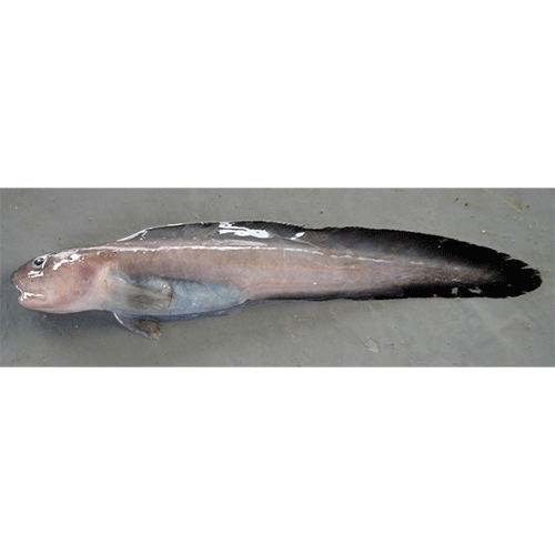 Род Leucogrammolycus фото
