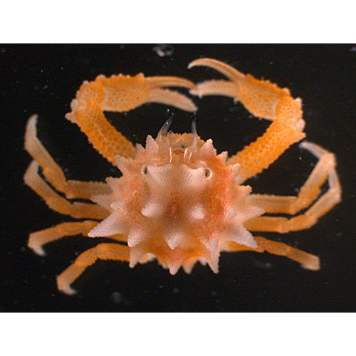 Семейство Leucosioidea фото