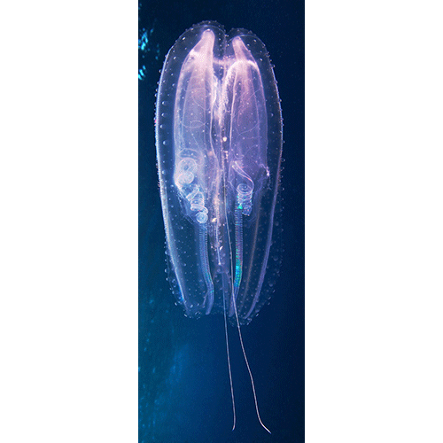 Семейство Leucotheidae  фото
