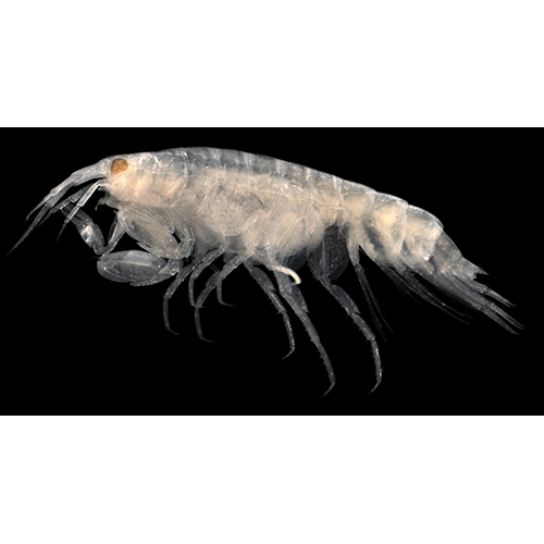 Семейство Leucothoidae фото