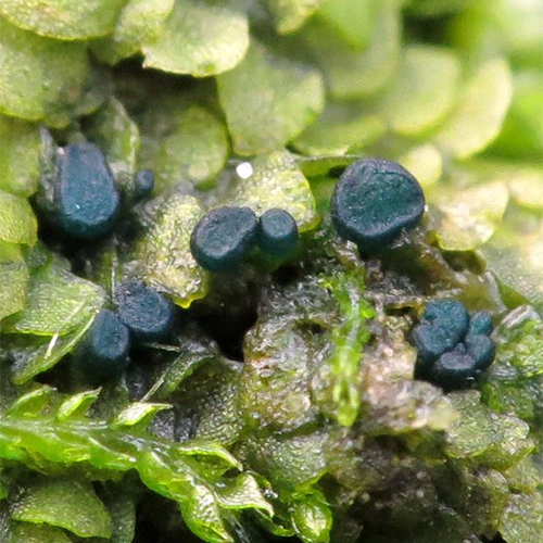 Отряд Lichinodiales фото