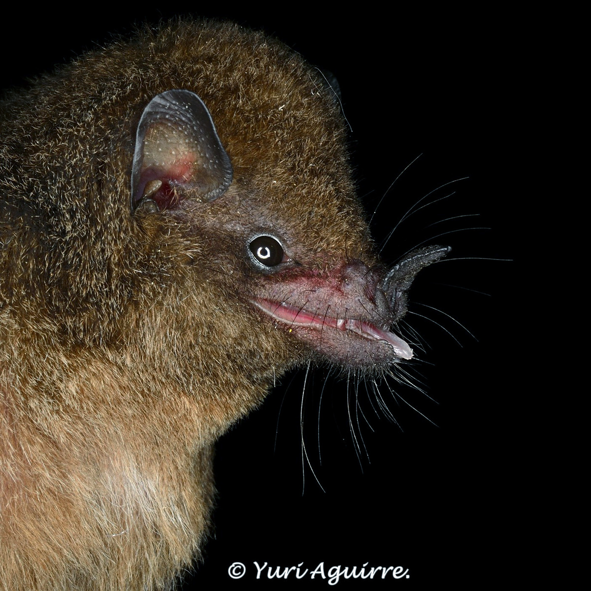 Бурый длинноязыкий листонос (Lichonycteris obscura) Фото №7