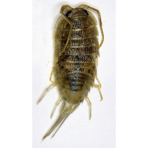 Семейство Ligiidae фото
