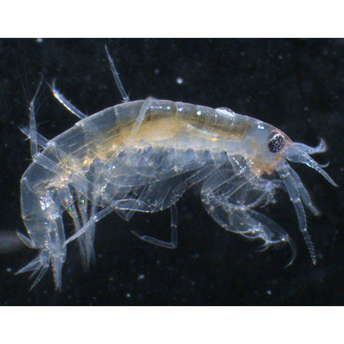Семейство Liljeborgiidae фото