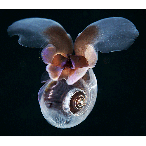 Семейство Limacinoidea  фото