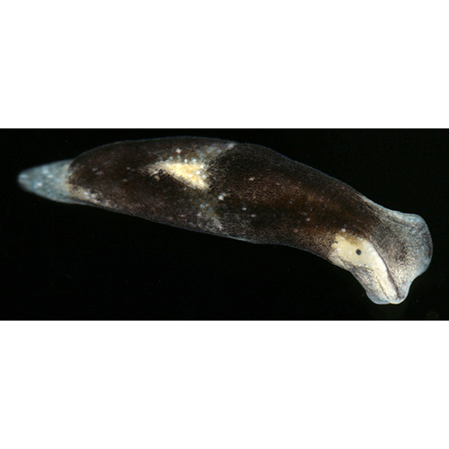 Семейство Limapontioidea  фото
