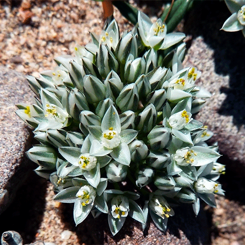 Семейство Limeaceae фото