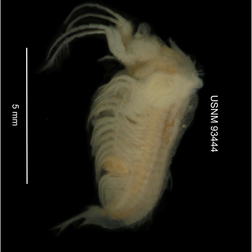 Семейство Limnadiidae фото