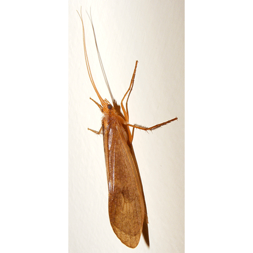 Семейство Limnephiloidea фото