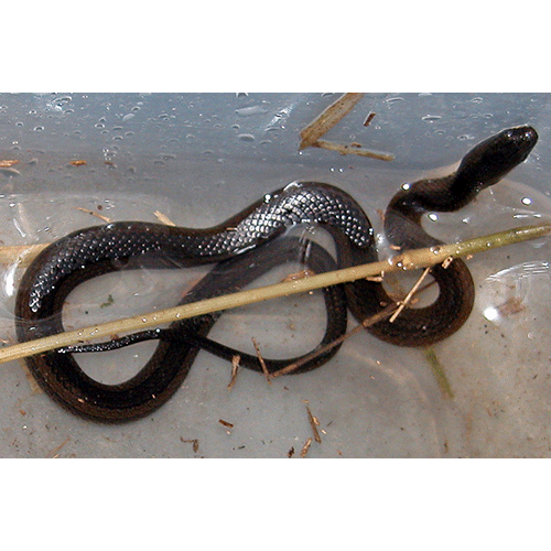  Род Limnophis  фото