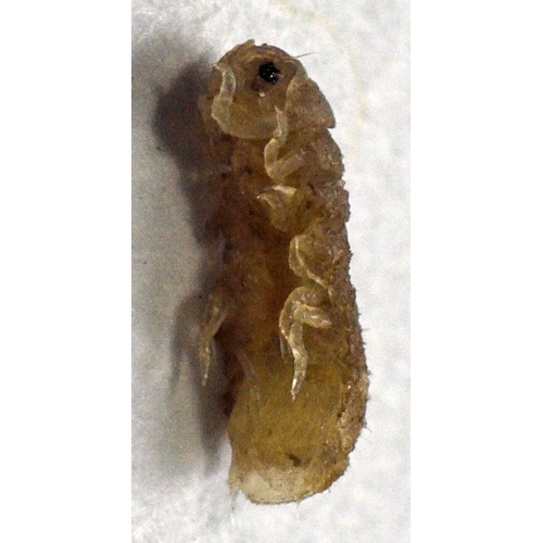 Семейство Limnorioidea фото