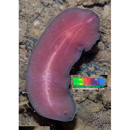 Семейство Limnostylochidae  фото