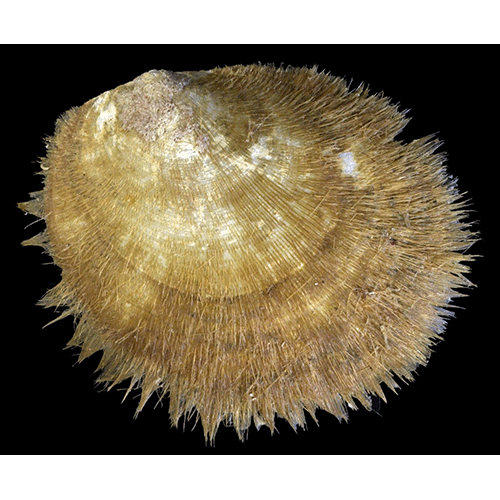 Семейство Limopsoidea  фото