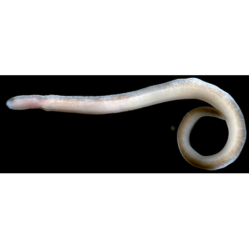 Семейство Lineidae  фото