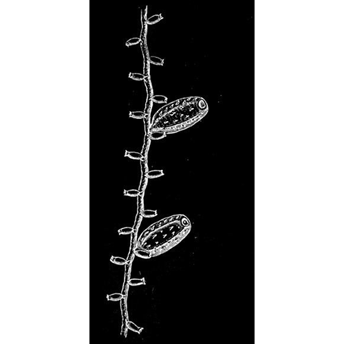 Семейство Lineolariidae  фото