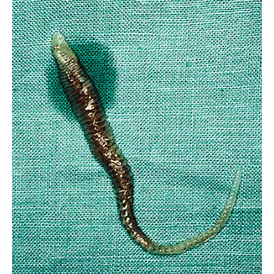 Семейство Linguatulidae фото