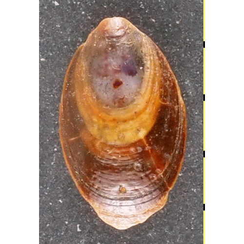 Семейство Linguloidea фото