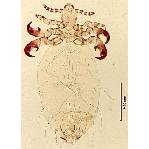 Семейство Linognathidae фото