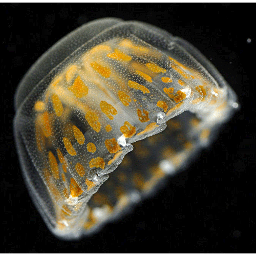 Семейство Linuchidae  фото