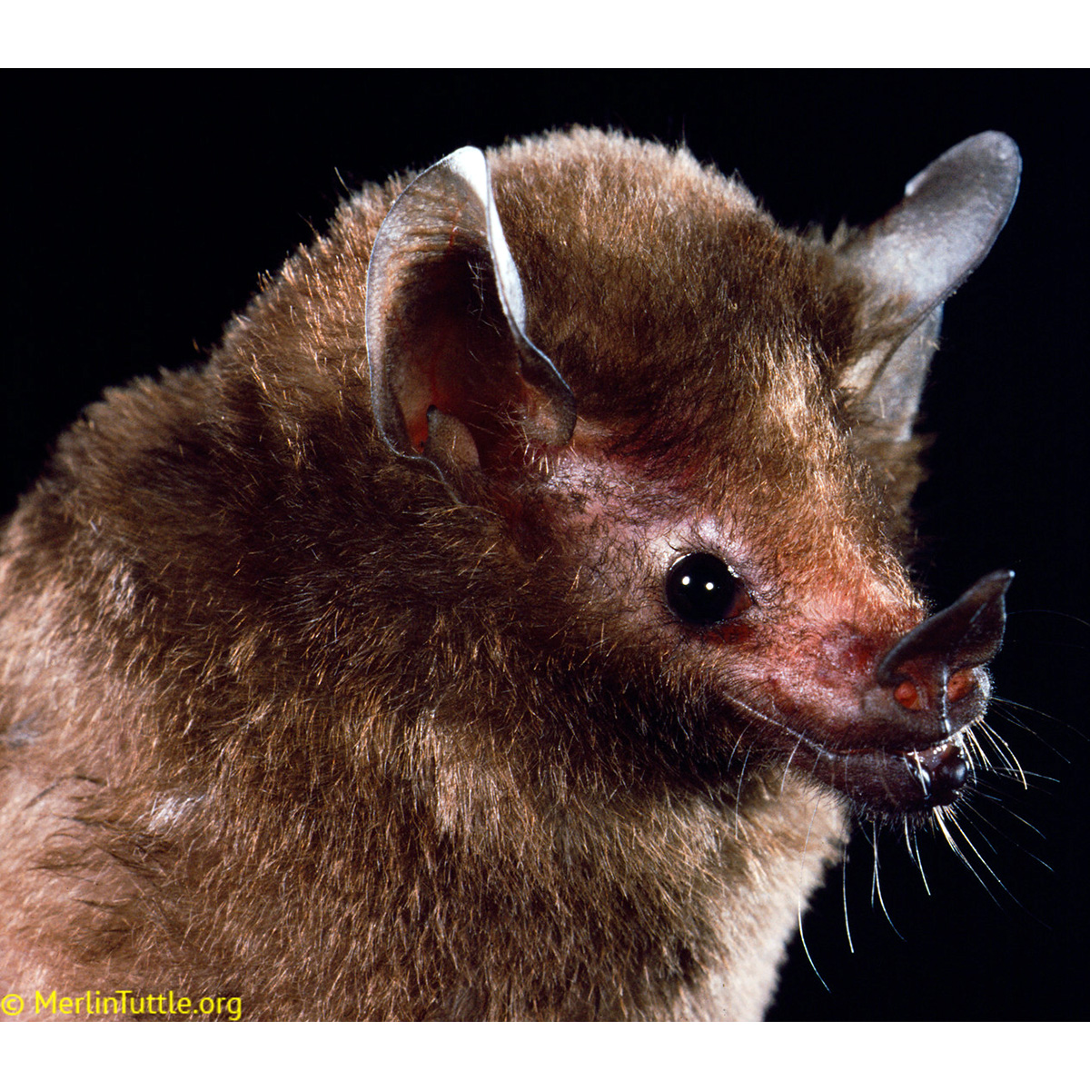 Лиониктерис (Lionycteris spurrelli) Фото №7