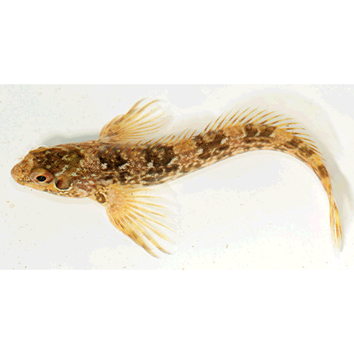 Род Lipophrys фото
