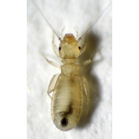 Семейство Liposcelididae фото