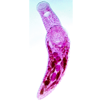 Семейство Lissorchiidae фото