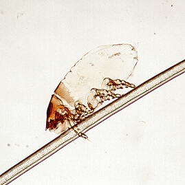 Семейство Listrophoridae фото
